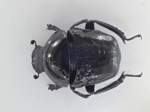 Réf. 344 009 : Gymnopleurus geoffroyi