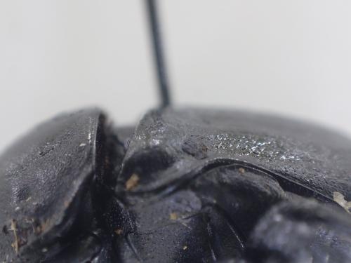 Réf. 344 016 : Gymnopleurus geoffroyi
