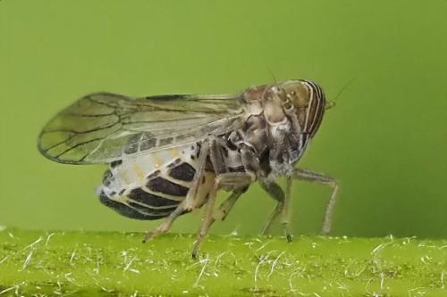 Dicranotropis hamata