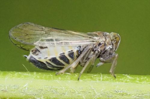 Réf. 344 120 : Dicranotropis hamata