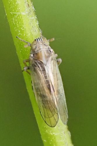 Dicranotropis hamata