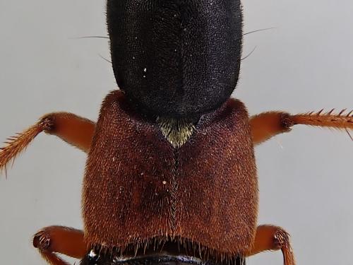 Staphylinus erythropterus
