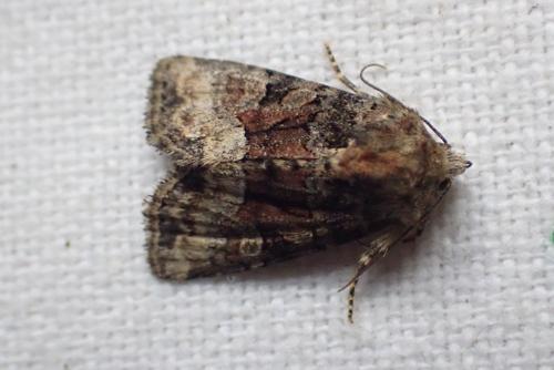 Réf. 344 375 : Oligia latruncula