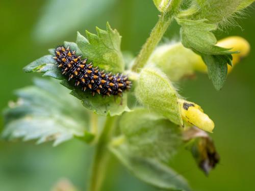 Melitaea sp.