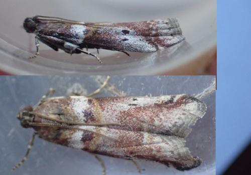 Réf. 344 514 : Acrobasis sodalella