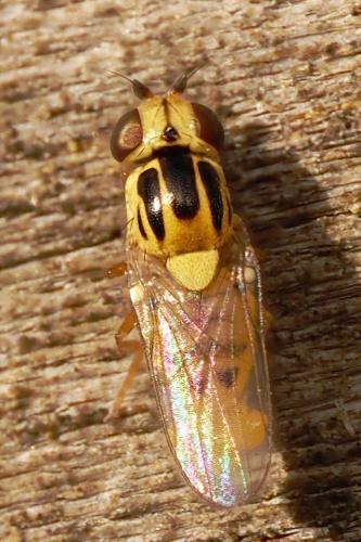 Réf. 344 244 : Thaumatomyia notata