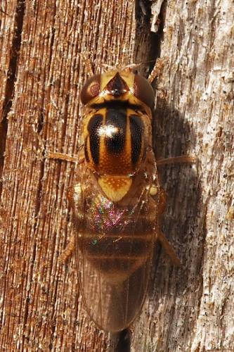 Réf. 344 485 : Thaumatomyia notata