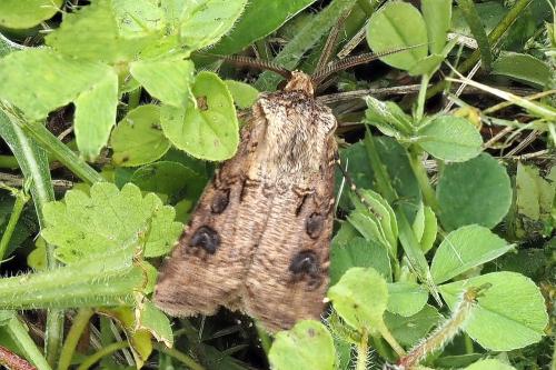 Agrotis clavis