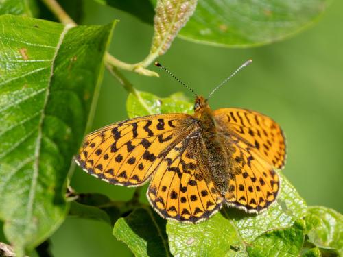 Réf. 344 671 : Boloria euphrosyne