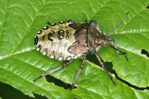 Réf. 344 265 : Pentatoma rufipes