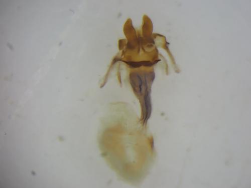 Réf. 344 376 : Oligia latruncula