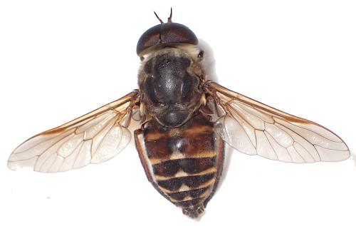 Réf. 344 384 : Tabanus sudeticus