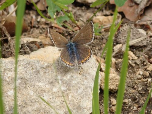 Polyommatus bellargus