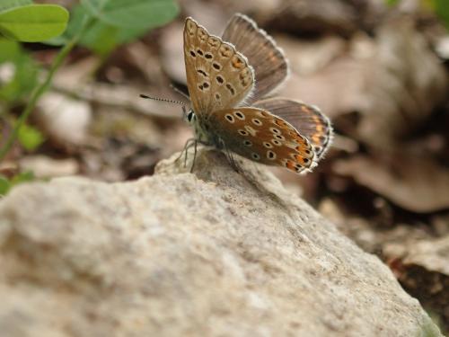 Polyommatus bellargus