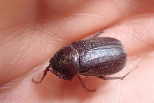 Aplidia transversa