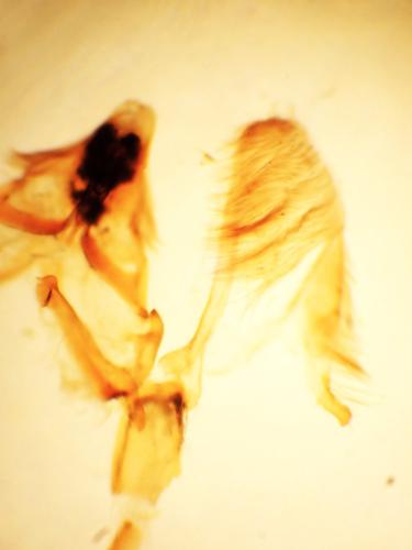 Réf. 344 577 : Acrobasis sodalella