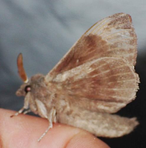 Réf. 344 611 : Dendrolimus pini