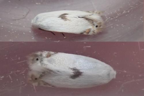 Pseudopostega auritella