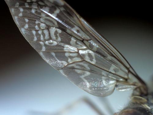 Haematopota italica