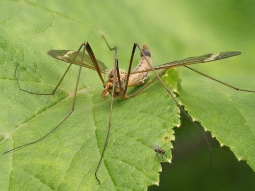 Réf. 344 721 : Tipula fascipennis