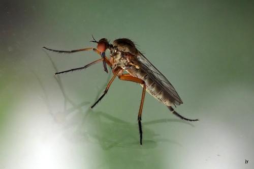Empis livida