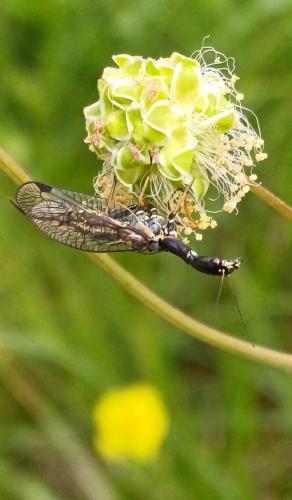 Phaeostigma notatum
