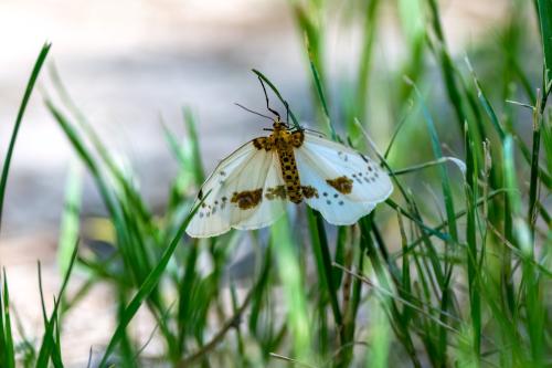 Abraxas pantaria