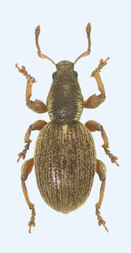 Pleurodirus fairmairii