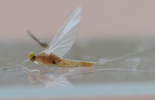 Réf. 344 299 : Procloeon bifidum