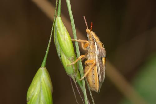 Aelia rostrata