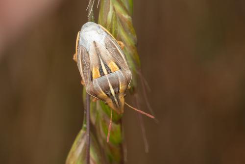 Aelia rostrata
