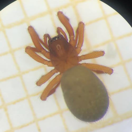Robertus lividus