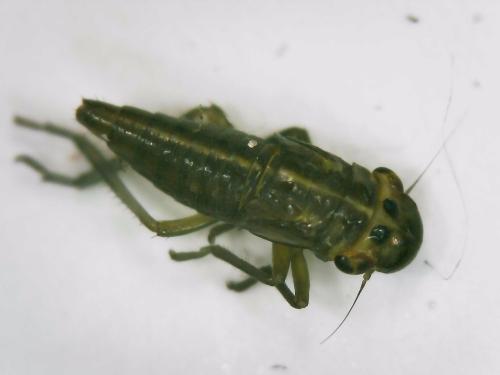 Cicadella viridis