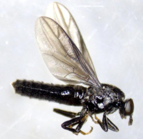Réf. 344 809 : Scenopinus niger