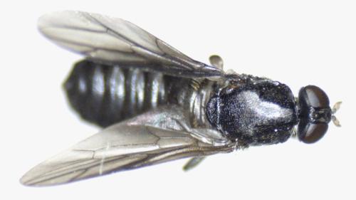 Réf. 344 810 : Scenopinus niger