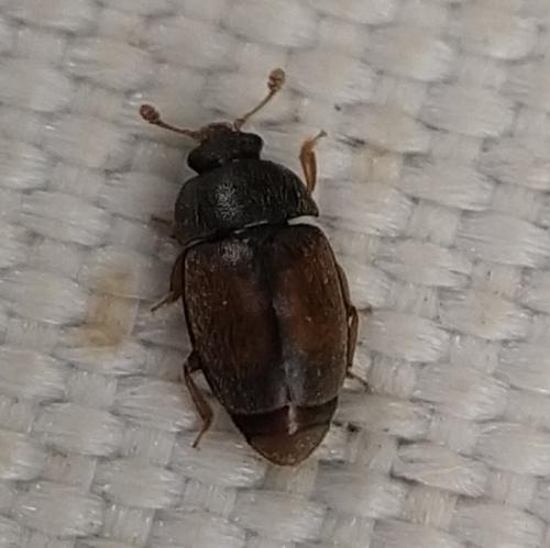 Epuraea sp.