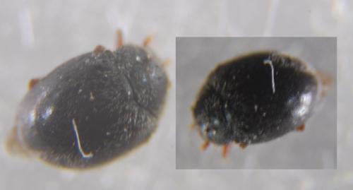 Réf. 344 691 : Scymnus sp.
