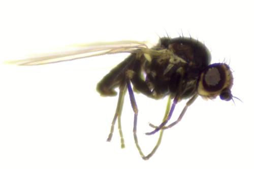 Phytomyza sp.