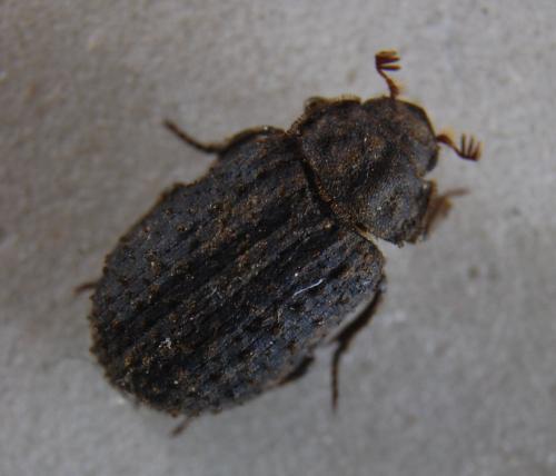 Trox scaber