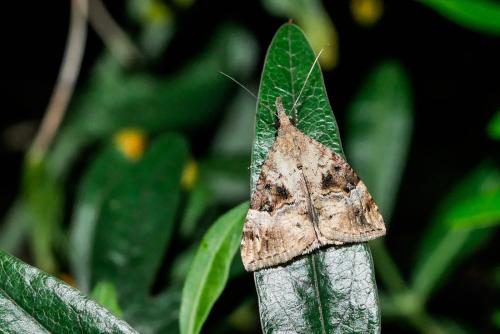 Hypena obsitalis