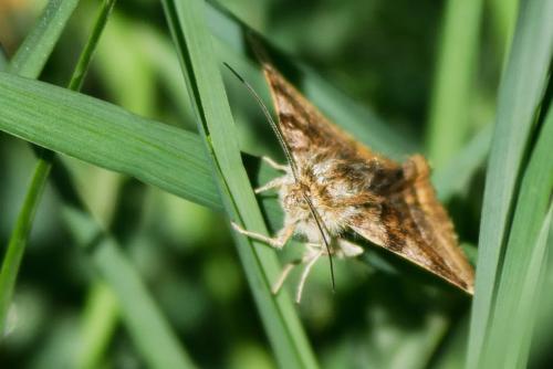 Réf. 344 504 : Euclidia glyphica