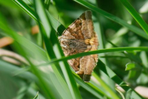 Réf. 344 505 : Euclidia glyphica
