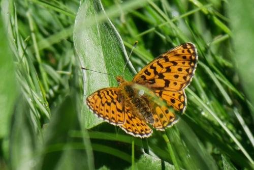 Réf. 344 506 : Boloria euphrosyne