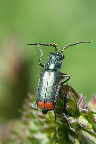 Malachius bipustulatus