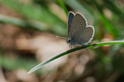 Cupido minimus