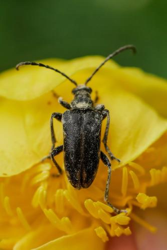 Brachyta interrogationis