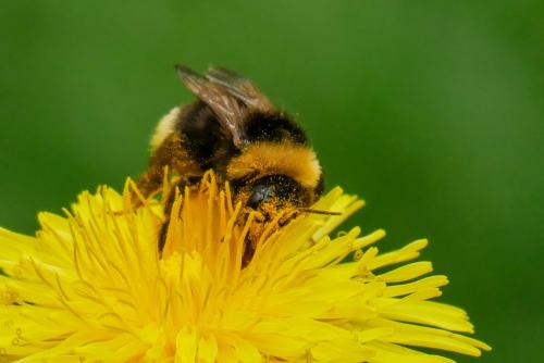 Bombus sp.