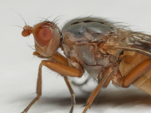 Scoliocentra villosa