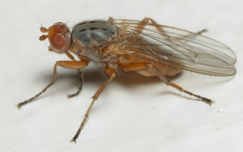 Scoliocentra villosa