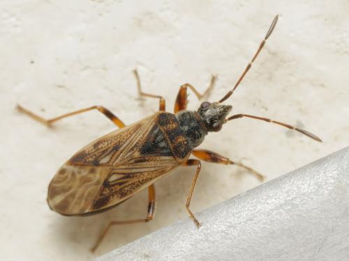 Pachybrachius fracticollis